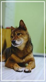 Dog resting on bed