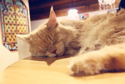 Close-up of a cat sleeping on table