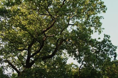 Low angle view of trees against sky