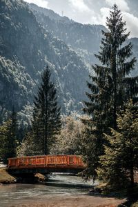 View of pine trees in forest