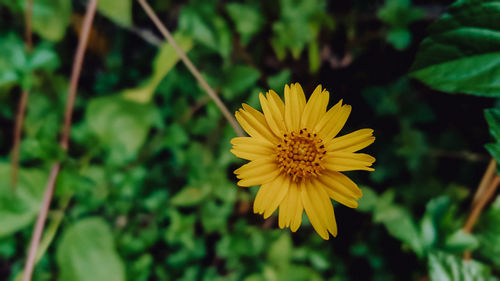 Close-up of yellow flowering plant