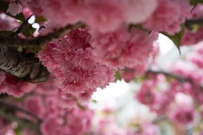 Close-up of pink cherry blossoms