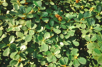 High angle view of leaves on plant