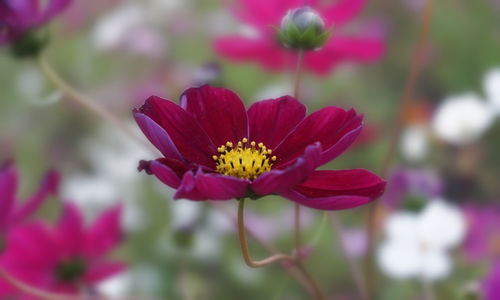 Close-up of flower blooming outdoors