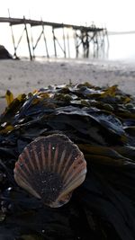 Close-up of water on riverbank