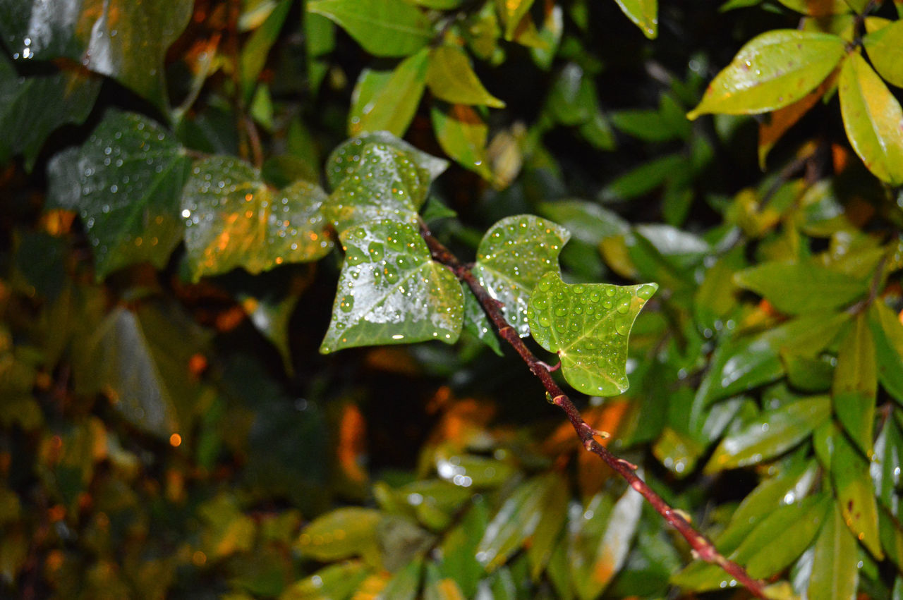 CLOSE-UP OF WATER DROPS ON LEAF