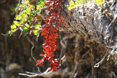 Close-up of red leaves on tree