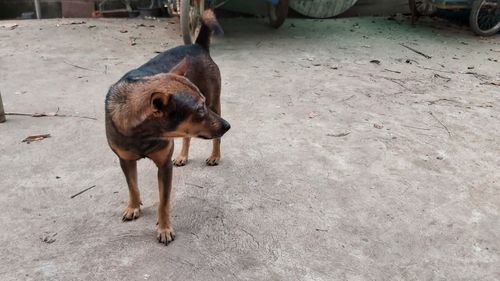 High angle view of dog