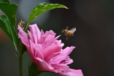 Honey bee buzzing by pink flower