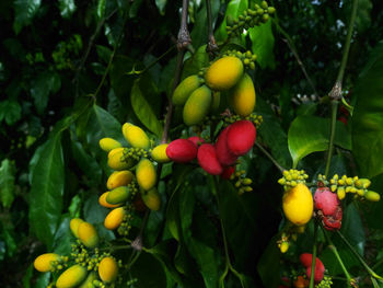 Close-up of fresh fruits on tree