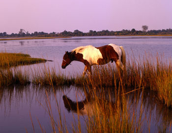 Side view of horse on lake at sunset