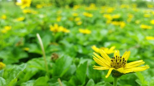 Close-up of yellow flower blooming outdoors