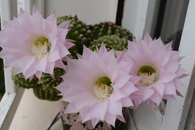 Close-up of pink flowers