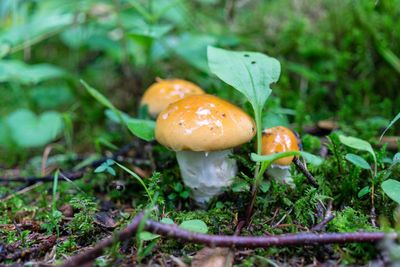 Close-up of mushroom growing on field