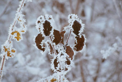 Close-up of frozen plant on snow covered field