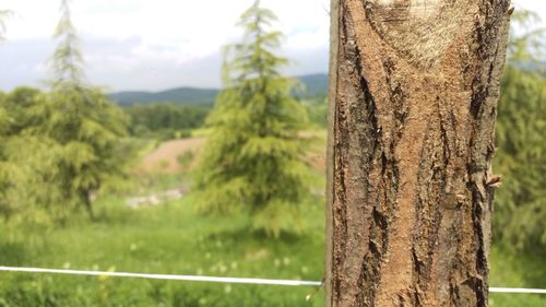 Close-up of tree trunk in forest