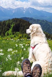 Low section of man with dog sitting on mountain