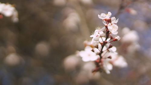 Close-up of white flowers blooming in garden