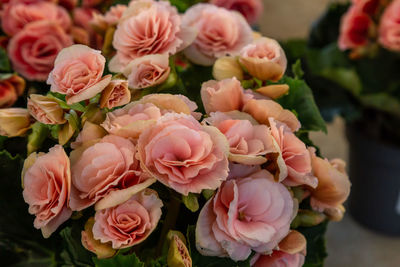 High angle view of rose bouquet