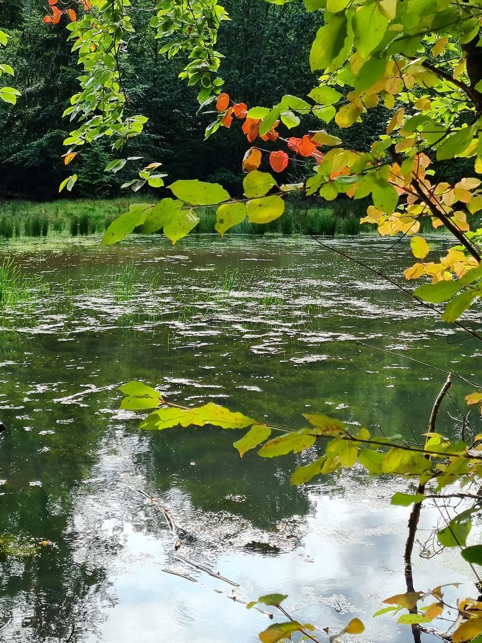 YELLOW FLOWERS FLOATING ON LAKE