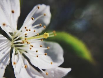 Close-up of white flowers