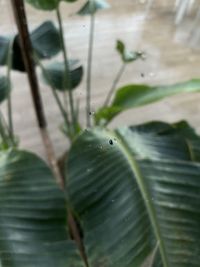 Close-up of raindrops on leaves