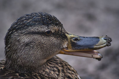 Duck head close