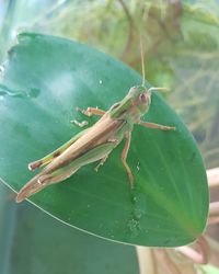 Close-up of insect on wet leaf