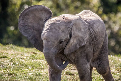 Elephant in a field