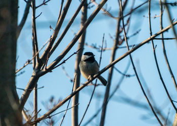 Low angle view of bird perching on branch