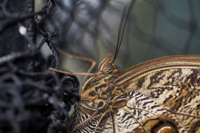 Close-up of butterfly on dry leaf