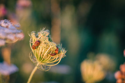 Close-up of insects on flower