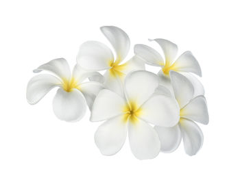 Close-up of white frangipani flowers