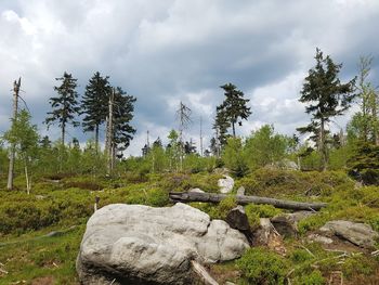 Scenic view of forest against sky