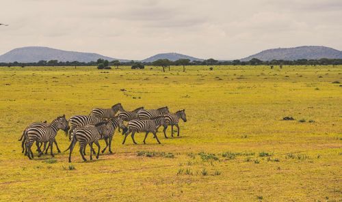 Zebras walking on field against sky