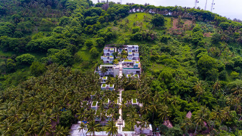 High angle view of trees and plants in city