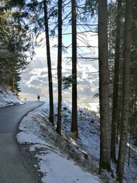 Snow covered road amidst trees in forest