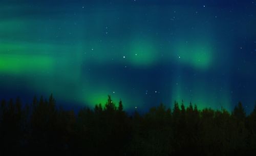 Low angle view of silhouette trees against sky at night