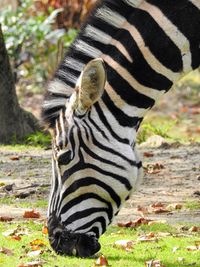 Close-up of zebra grazing on field