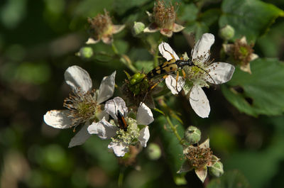 Close-up of white flowering plant