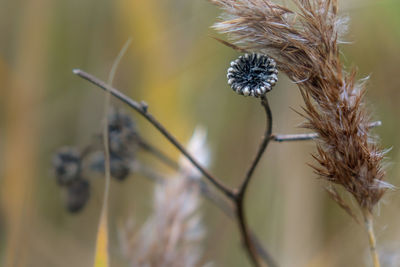 Close-up of wilted plant