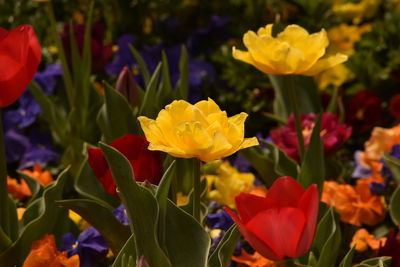 Close-up of yellow flowering plants