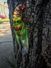 Close-up of lizard on tree trunk