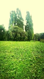 Trees on grassy field