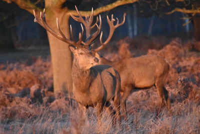 Deer in a field