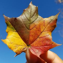 Close-up of maple leaf against clear sky