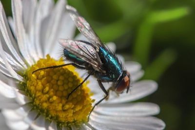 Close-up of insect pollinating on flower