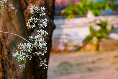 Close-up of white flowering plant