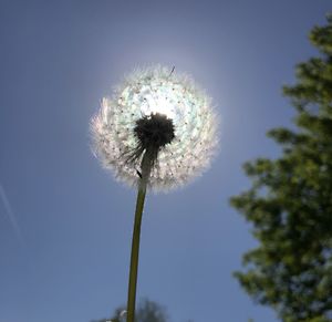 Low angle view of dandelion against sky