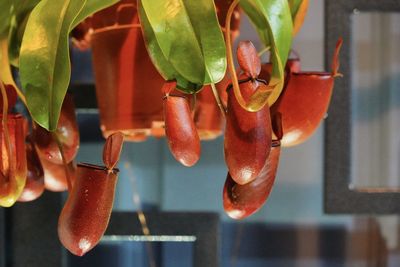 Close-up of hanging nepenthes plant